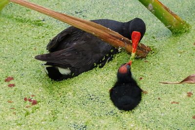 Common gallinule mom feeding a chick