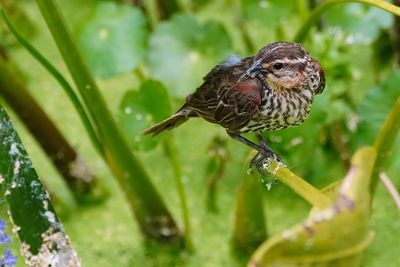 Red-winged blackbird with mouthful of food