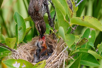 Red-winged blackbird feeding chick