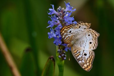 White peacock butterfly
