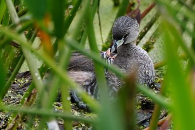 Grebe mom feeding her hatchling