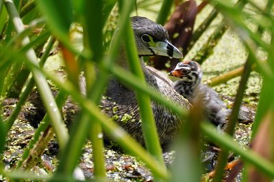 Pied-billed grebe mom and new chick