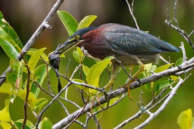Green heron with a frog