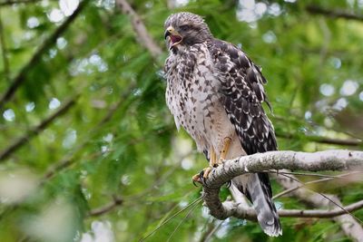 Juvenile red-shouldered hawk calling out