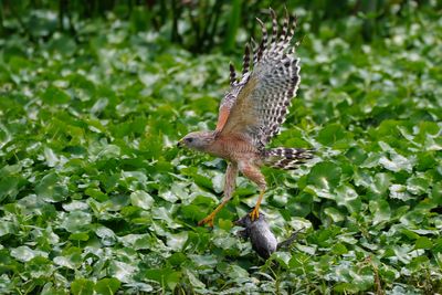 Red-shouldered hawk with moorhen chick