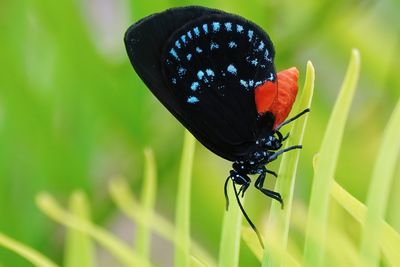Atala butterfly
