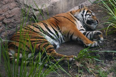 Sleeping tiger