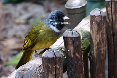 Asian bird