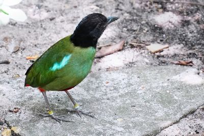 Hooded pitta