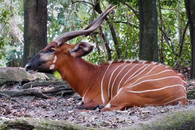 Bongo hiding in the shade
