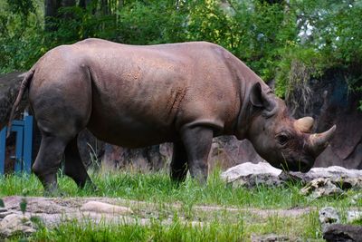 Black rhino