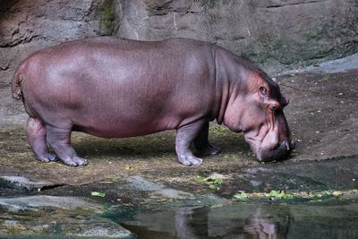 Hippo out of the water