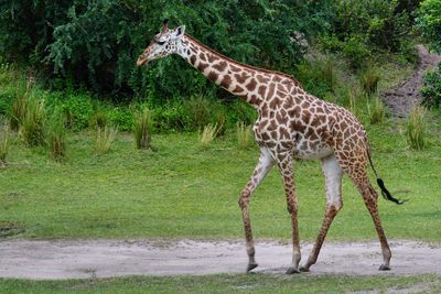 Giraffe