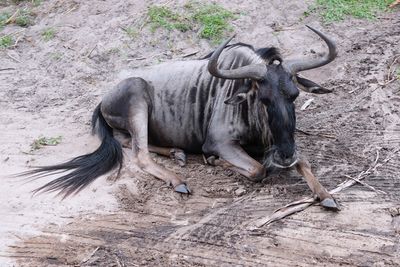 Wildebeest resting