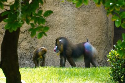 Mandrill male and female