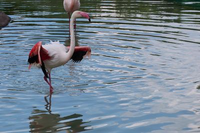 Flamingo dancing