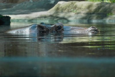 Hippo at the surface
