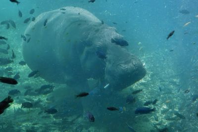 Hippo under water