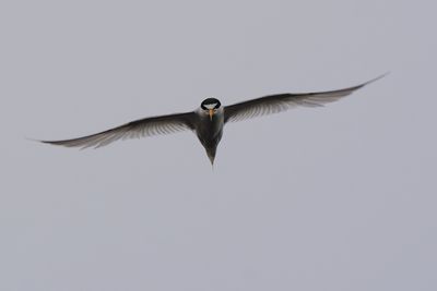 Least tern flying head-on