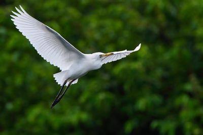 Cattle egret in flight