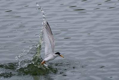 Least tern plunging for a fish