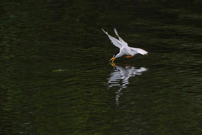 Least tern skimming for a drink