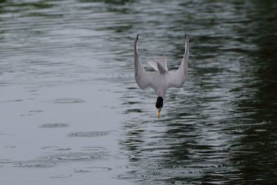 Least tern dive-bomb