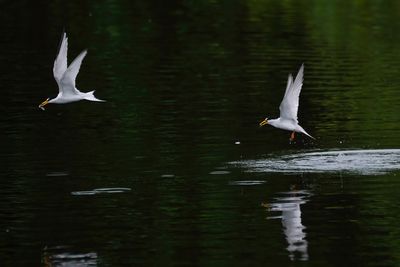 Two least terns each with a fish