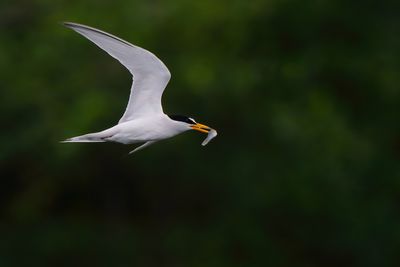 Least tern with a fish