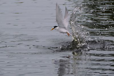 Least tern coming up with a fish