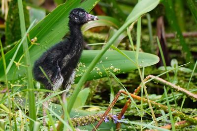 Purple gallinule chick