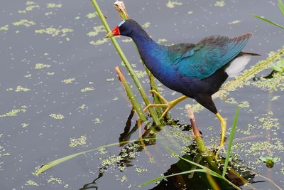 Purple gallinule parent
