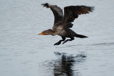 Cormorant water take-off
