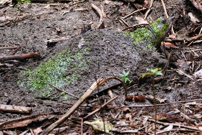 Florida softshell turtle digging a nest