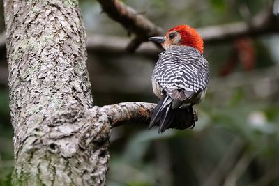 Red-bellied woodpecker