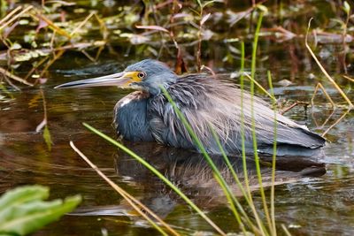 Tricolored heron taking a bath