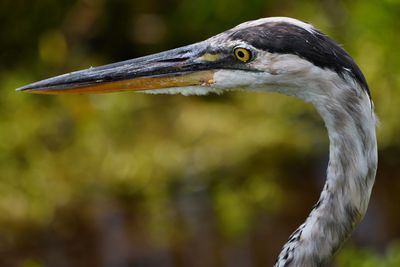 Great blue heron extreme closeup