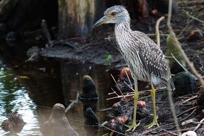 Juvenile black-crowned night heron