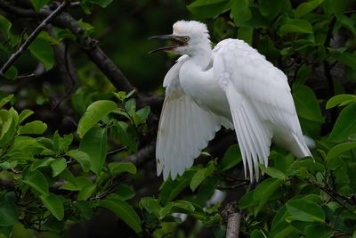 Juvenile cattle egret