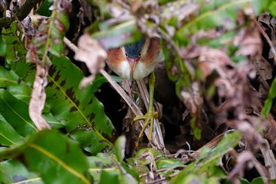 Male least bittern sneaking under the leaves