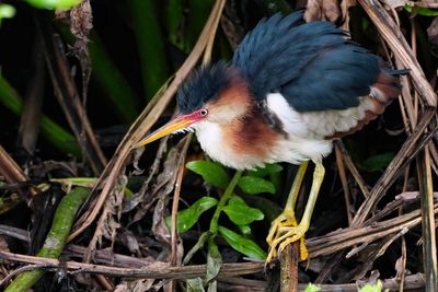 Male least bittern