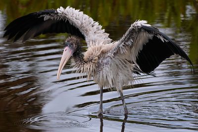 Wood stork after a bath
