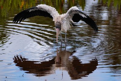 Wood stork drying its wings