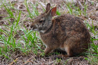 Marsh rabbit eating some grass