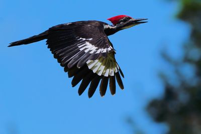 Pileated woodpecker in flight