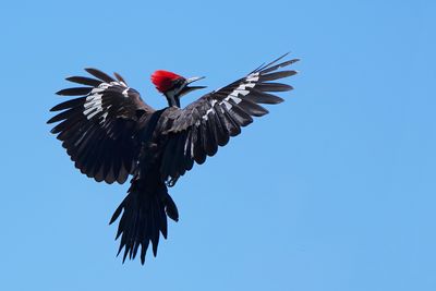 Pileated woodpecker in flight