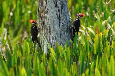 Two pileated woodpeckers