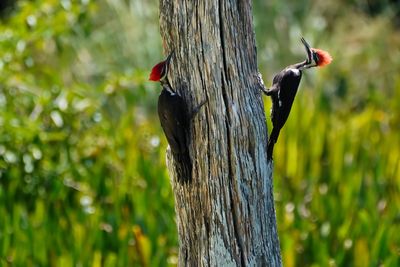 Two pileated woodpeckers