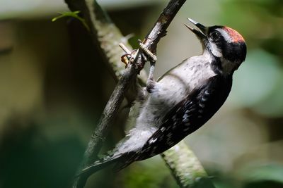Downy woodpecker