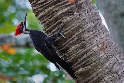 Pileated woodpecker